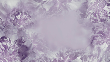 Obraz na płótnie Canvas Floral light violet background. Flowers fnd petals purple piones close-up. Greeting card. Place for text. Nature.
