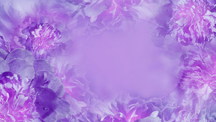 Floral purple  background.  Flowers fnd petals purple piones  close-up.  Greeting card.  Place for text. Nature.