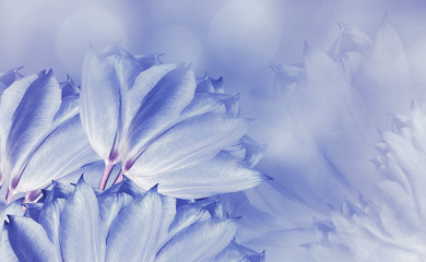 flowers tulups on background white-blue. Light blue flowers tulups. floral background.  Flower composition. Nature.