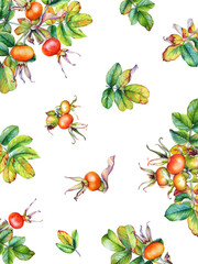 Watercolor elements of a rose hip plant with berries on white background.