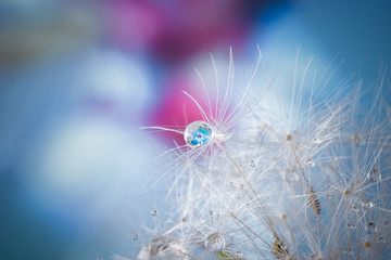 Drops of water on a dandelion seed on a blue blurred background, a reflection of a flower in a drop, macro.