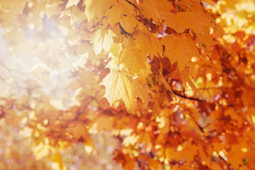 Autumn floral image. Red and yellow foliage of maple in the sunlight. Autumnal branches in nature.