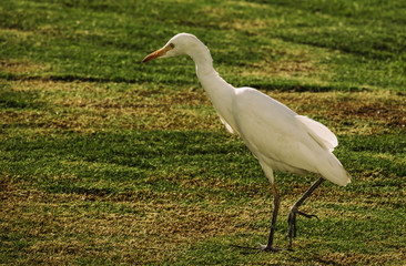 heron in the meadow looking for food