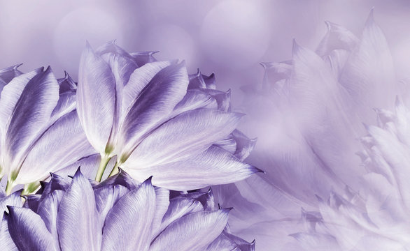 flowers tulups on background white-violet. Light violet flowers tulups. floral background.  Flower composition. Nature.