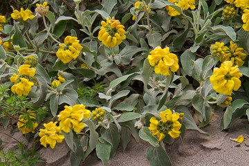 Jerusalem sage, phlomis fruticosa, a small shrub with yellow flowers