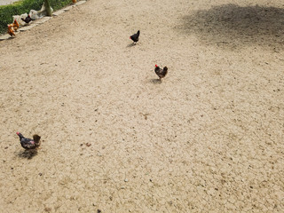 Overhead view of chicken and hens in enclosure. Brown earth underground.
