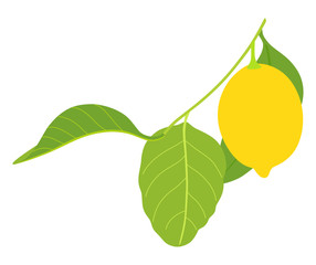 lemon with three leaves isolated on white background
