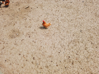 Overhead view of chicken and hens in enclosure. Brown earth underground.