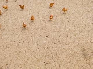 Overhead view of chicken and hens in enclosure. Brown earth underground.