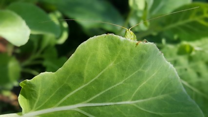 Grasshopper  behind a leaf of cabbage