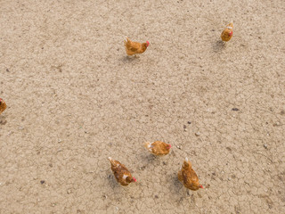 Overhead view of chicken and hens in enclosure. Brown earth underground.