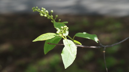 green leaves in summer