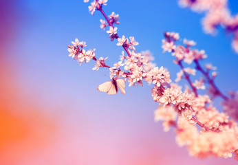 beautiful little butterfly flutters over the branches with white shrub buds blooming in May warm sunny garden on the background of bright blue sky