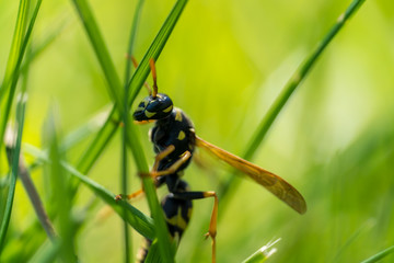 Parasitic wasp Amblyteles Armatorius close-up