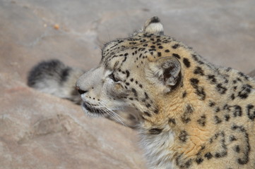 Snow leopard on a rock