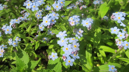 spring lilac flowers in the city garden  