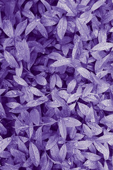 Purple leaves with raindrops, surreal inspiration pastel background