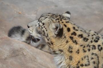 Snow leopard on a rock