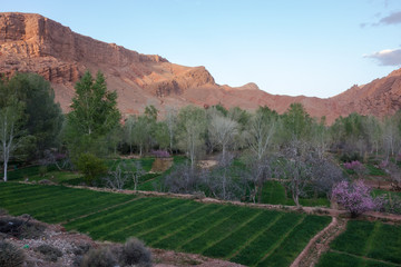 Monkey fingers rock formations with some purple bushes in the front during sunset in Dades Valley, Morocco