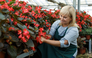 Mature female florist in apron working with begonia plants in hothouse