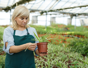 Mature woman florist looking for plant of cinta in pots while gardening