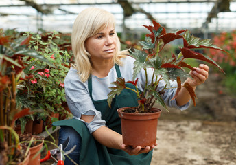 Mature female florist in apron working with begonia plants in pots