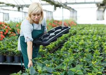 Female gardener working with euphorbia pulcherrima in pot  in greenhouse