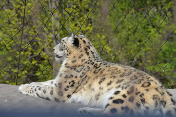 Snow leopard on a rock