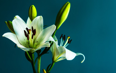 Obraz premium lily flower on a beautiful background
