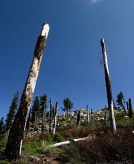 Fototapeta premium Recovering Burn Area Near the Summit of Smith Peak by Hetch Hetchy in Yosemite National Park in California 