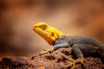 Close up photo of yellow and blue colored lizard, rock agama. It is wildlife photo of animal in Senegal, Africa. Agama posing on rock against blurred background.