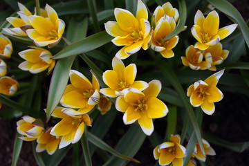 Yellow flowers on a green background. TARDA TULP (DASYSTEMON)
