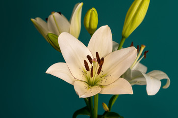 lily flower on a beautiful background