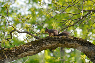 Eichhörnchen