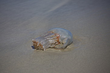 A jellyfish beached on the sand near the surf