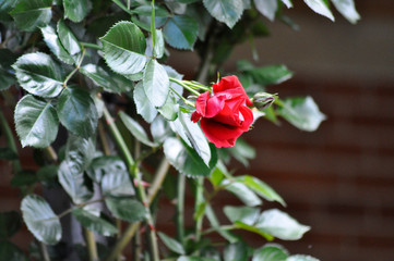 Rote Rose