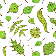 Seamless colored forest leaves pattern. vintage colored engraved illustration of green veaves. Green leaves pattern on white background. autumn drawing forest foliage.