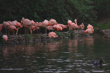 group of flamingos
