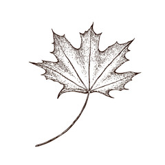 Maple leaf. vintage engraved illustration. Isolated on white background maple autumn drawing leaf. Hand drawn detailed botanical illustration