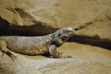 Leguan
