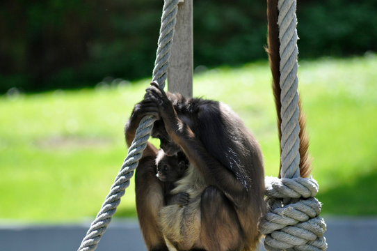 Klammeraffe mit Baby