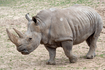 Southern white rhinoceros (Ceratotherium simum simum). Critically endangered animal species..