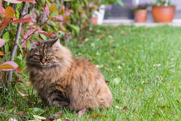 Naklejka na ściany i meble Siberian breed of cat resting in a garden, pretty feline of livestock