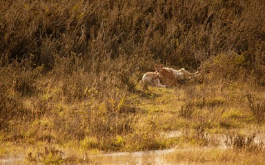 Puma Cub eating prey a Guanaca in Torres del Paine Patagonia Chile 