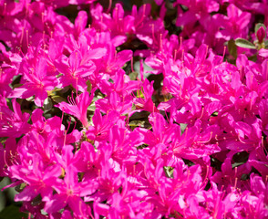 pinker strauch im Sommer