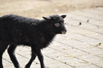 Lamm