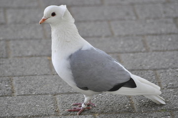 Weiße Taube
