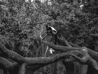 Obraz premium lemur on tree