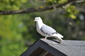 Weiße Taube