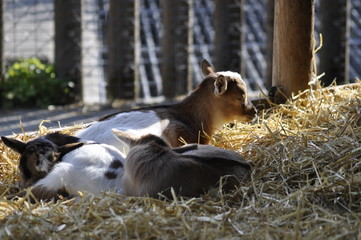Baby Ziegen